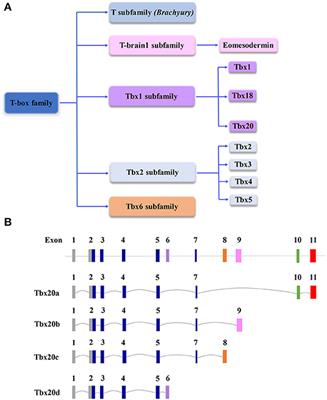 The Role of Tbx20 in Cardiovascular Development and Function